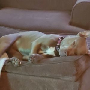 Meet your Posher, Cotton